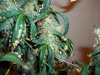 Blue Widow crossed with AK-47 134.jpg