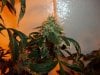 Blue Widow crossed with AK-47 Dec. 8th 016.jpg