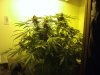 my grow 008.jpg