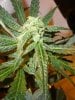 39 days flowering S bud shot.jpg