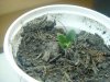 grow day 4 004.jpg