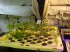 Clones in place 7_25.JPG