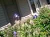 borage.jpg
