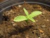 Grow day 10 001.jpg