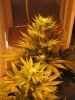 70_29.07_bloom 15 days.jpg