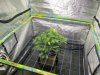 WF scrog frame down bubblebags 006.jpg