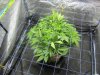 WF scrog frame down bubblebags 008.jpg