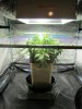 WF scrog frame down bubblebags 010.jpg