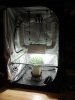 WF scrog frame down bubblebags 011.jpg