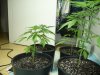 marijuana grow 002.jpg