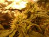 new grow 3 125.jpg