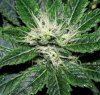 strawberrykushcloseupday34.jpg