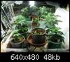 dobby-354677-albums-dobby-grow-picture1954840t-1225all.jpg