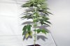 Week-5-seedlings-B4-Side-male.jpg