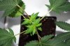 Week-5-seedlings-C5-Top-female.jpg