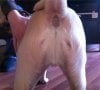 jesus-on-a-dogs-butt (1).jpg