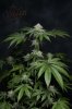 Ripped Bubba #3-Indy day 40-1.jpg