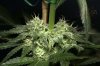 Ripped Bubba #8 50-50 @  day 40-6.jpg