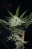 Ripped Bubba #6 - 70-30 @  day 40-9.jpg