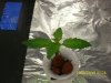 day 11 of second plant 2.JPG