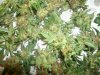 afghani malawi sk ssh harvest 005.jpg