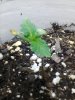 day8.sprout1.jpg