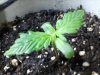 day9sprout2.jpg