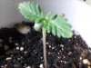 day9.sprout1.jpg