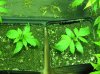 seedlings.jpg