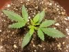 MMPseedling(2).jpg