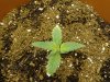 nedyah-379220-albums-closet-grow-picture1971922-small-plant-about-12-days.jpg