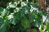 houseplant-split-leaf-philodendron.jpg