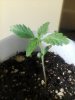 day12.sprout1.jpg