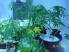 new grow 006.jpg