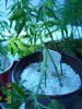 new grow 008.jpg