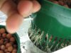 Clone root system left side.jpg