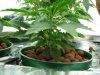 Seedling C.jpg