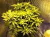 Week 3 Flower 011.jpg