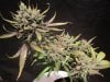 exodus cheese bc #1 harvest 018.jpg