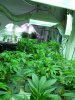 Big Veg Room.jpg