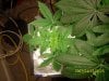 day 24 of thrid plant taken at 1250 am january 11th 2012.JPG