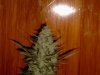 White Rhino #2 116 days (17-04-04) - Harvest Cone.JPG