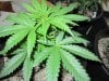 weeds2012 367.jpg