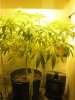 1-16-12 Day 11 of flowering 002.jpg