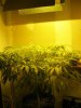 1-16-12 Day 11 of flowering 003.jpg