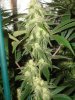 Grow 2 Day 43 (21).jpg