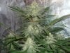 Grow 2 Day 43 (22).jpg