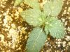 DSCF0948.jpg