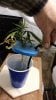 DSC02883 (1)cup-o-clone.jpg