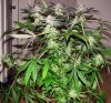 grape krush harvest 003.jpg